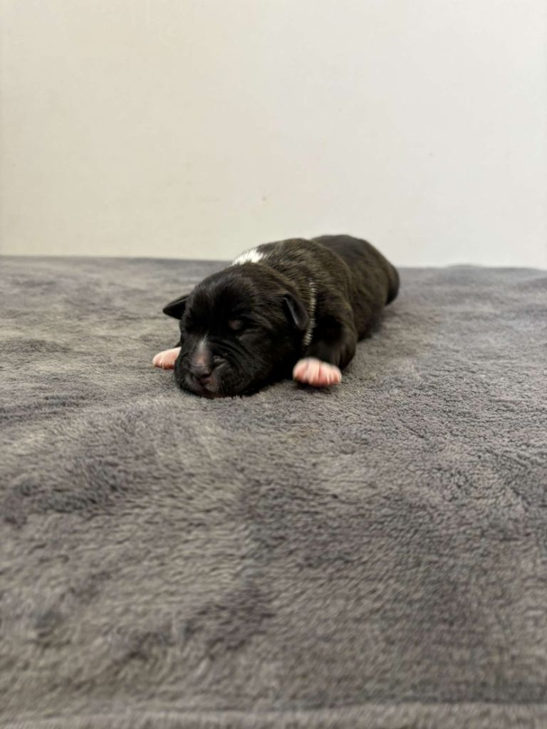 du royaume de nati - Chiots disponibles - Staffordshire Bull Terrier