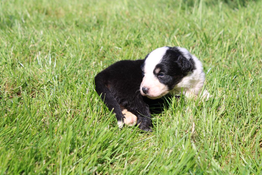 du royaume de nati - Chiots disponibles - Berger Australien