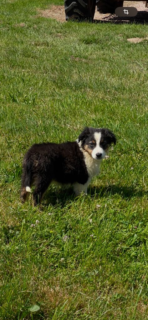 du royaume de nati - Chiots disponibles - Berger Australien