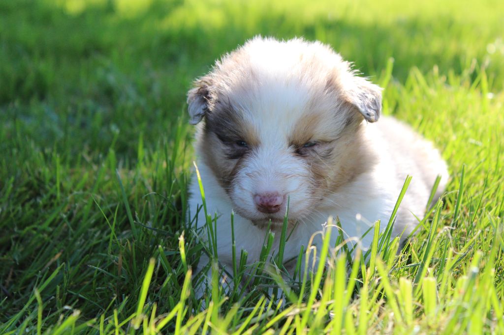 du royaume de nati - Chiots disponibles - Berger Australien