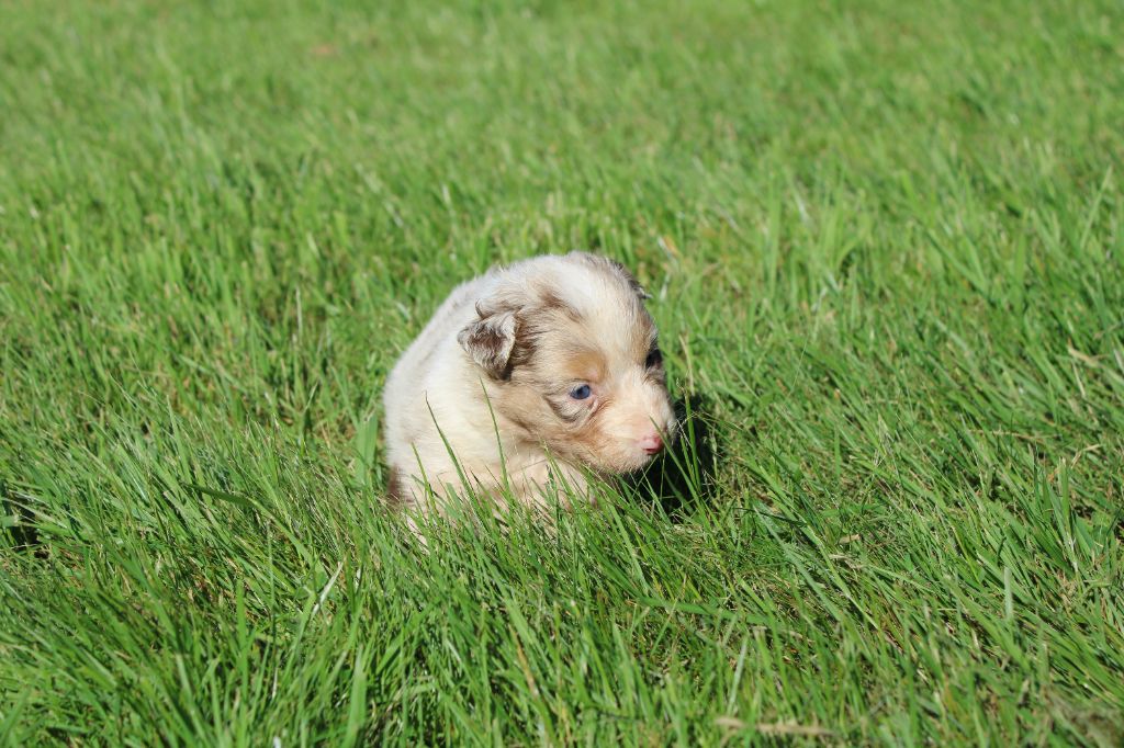 du royaume de nati - Chiots disponibles - Berger Australien