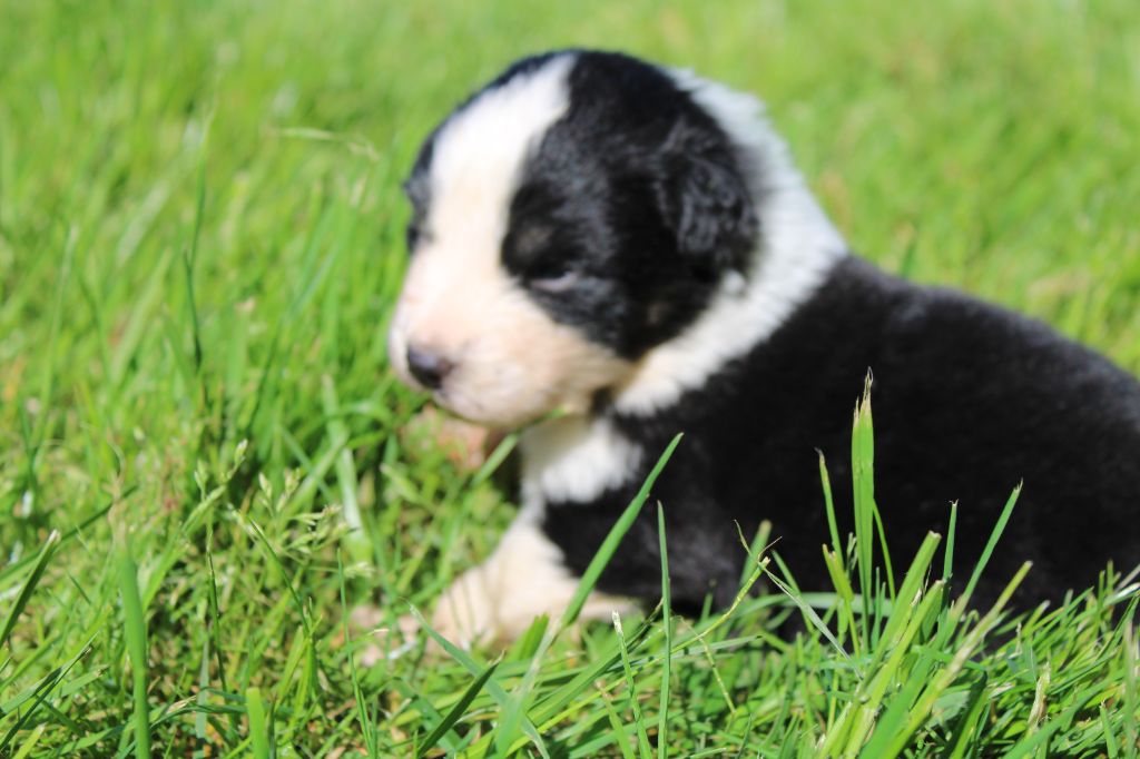 du royaume de nati - Chiots disponibles - Berger Australien