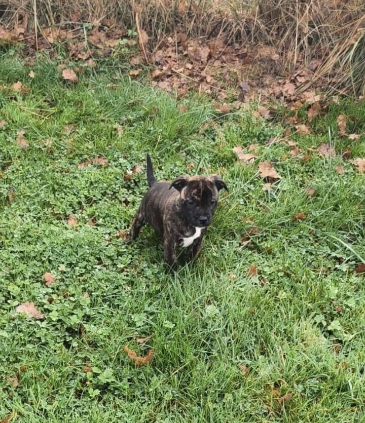 du royaume de nati - Chiots disponibles - Staffordshire Bull Terrier