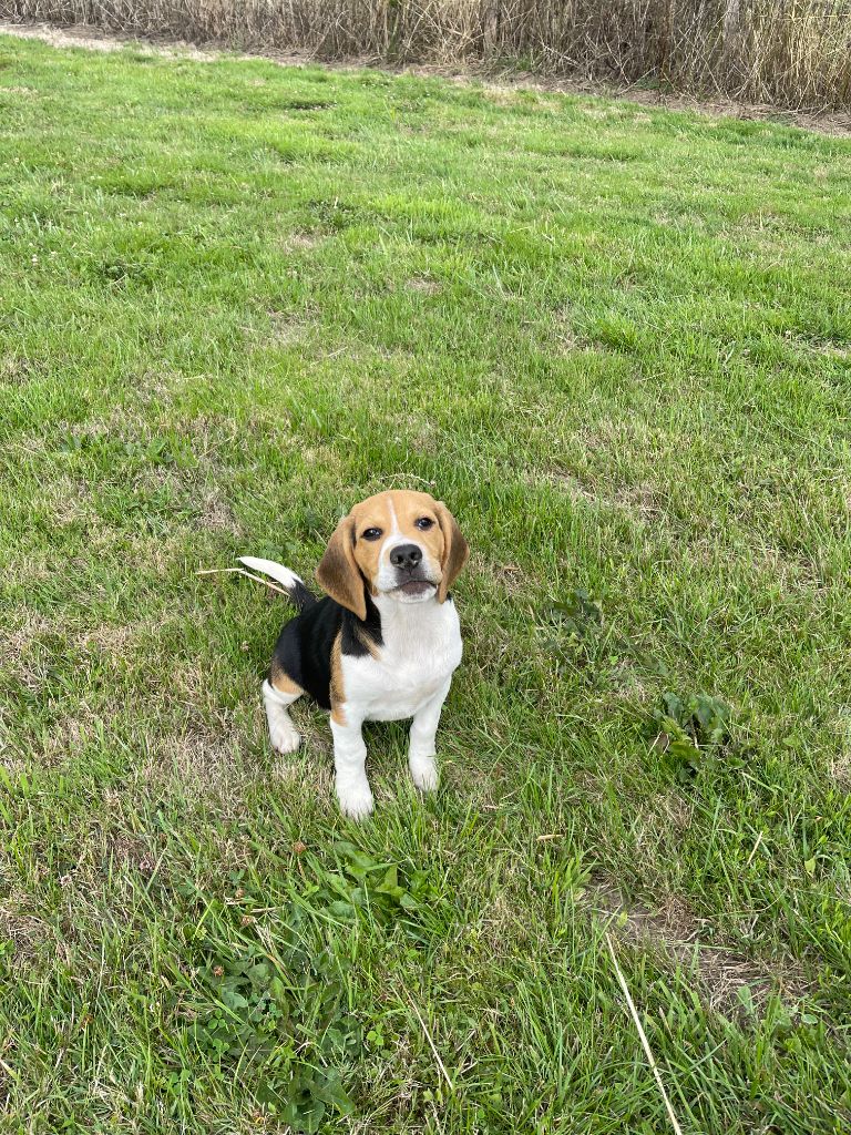 du royaume de nati - Chiots disponibles - Beagle