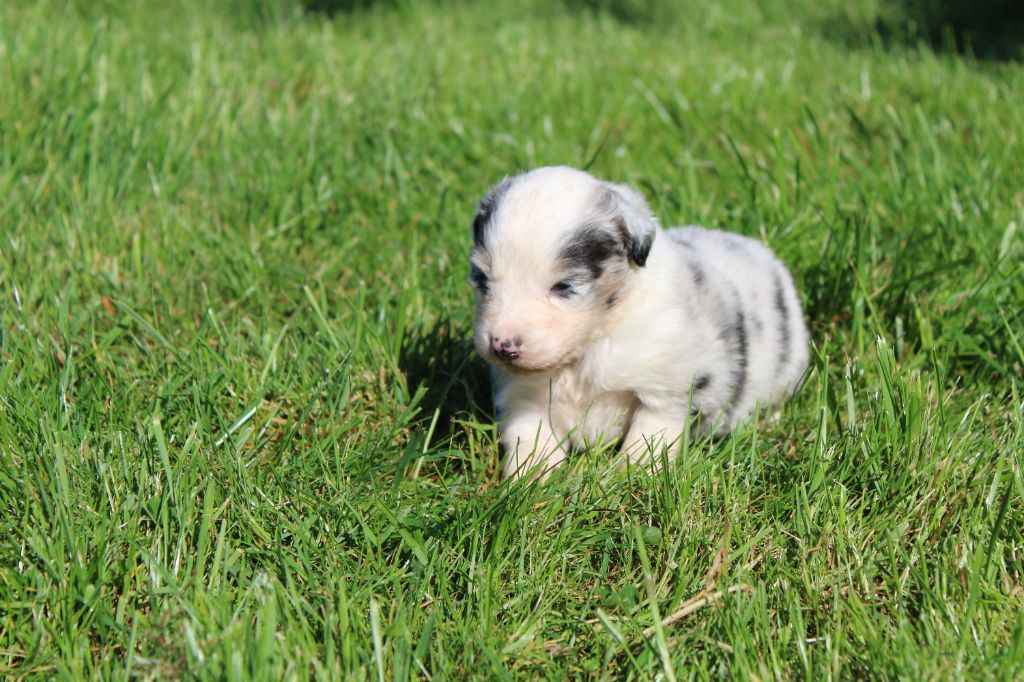 du royaume de nati - Chiots disponibles - Berger Australien
