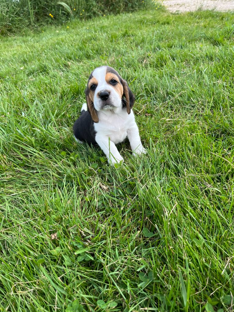 du royaume de nati - Chiots disponibles - Beagle