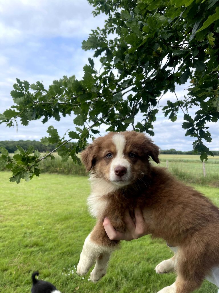 du royaume de nati - Chiots disponibles - Berger Australien