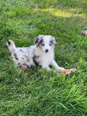 CHIOT 1