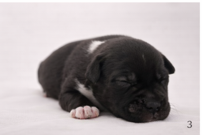 Chiot bringé foncé et blanc