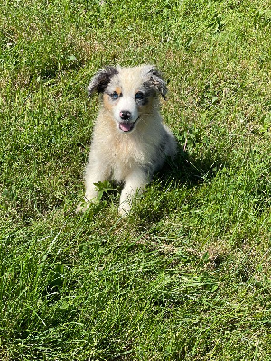 CHIOT 2