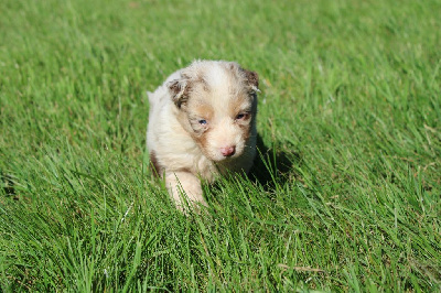 CHIOT 1