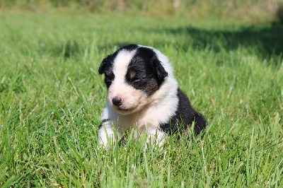 CHIOT 5