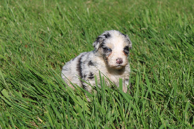 CHIOT 8