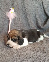 CHIOT
