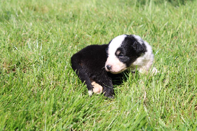 CHIOT 6