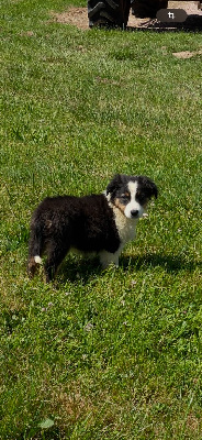 CHIOT 8