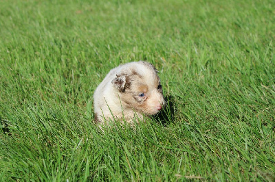 CHIOT 5
