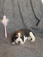 PEPPA