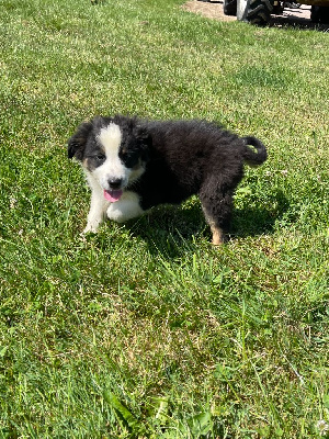 CHIOT 6