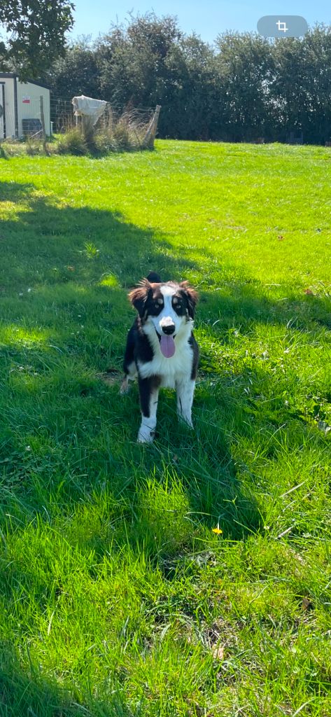 du royaume de nati - Chiots disponibles - Berger Australien