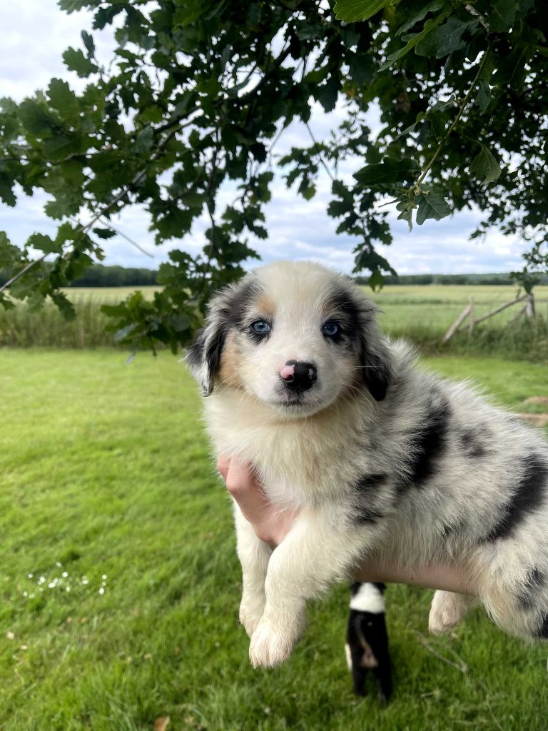du royaume de nati - Chiots disponibles - Berger Australien