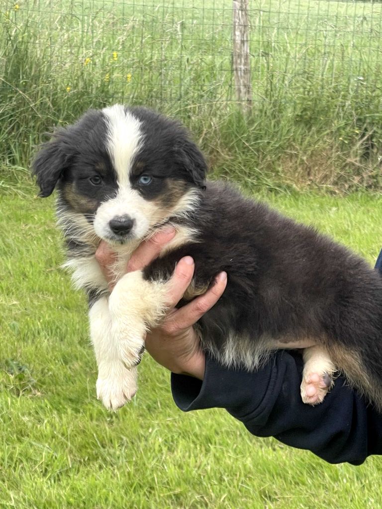 du royaume de nati - Chiots disponibles - Berger Australien