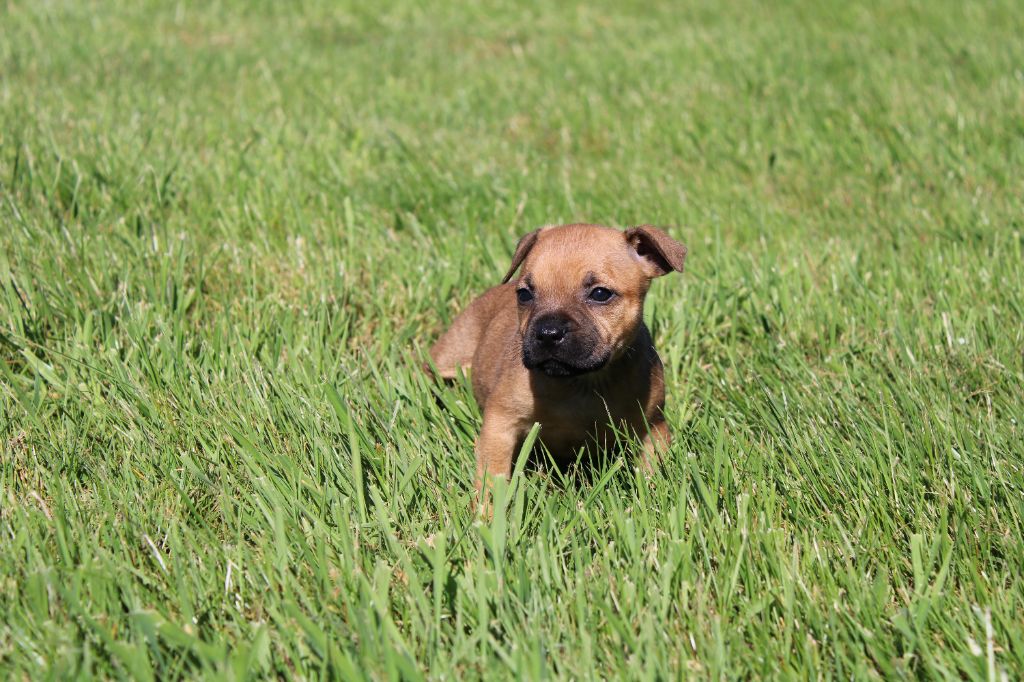 du royaume de nati - Chiots disponibles - Staffordshire Bull Terrier