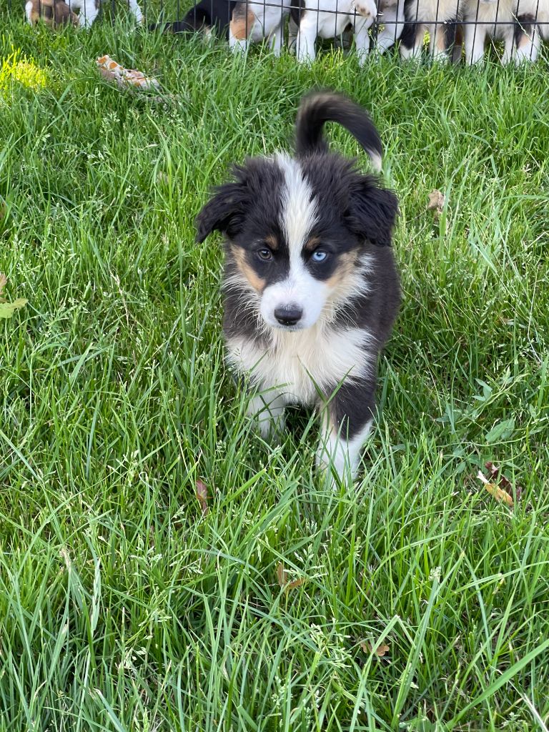 du royaume de nati - Chiots disponibles - Berger Australien