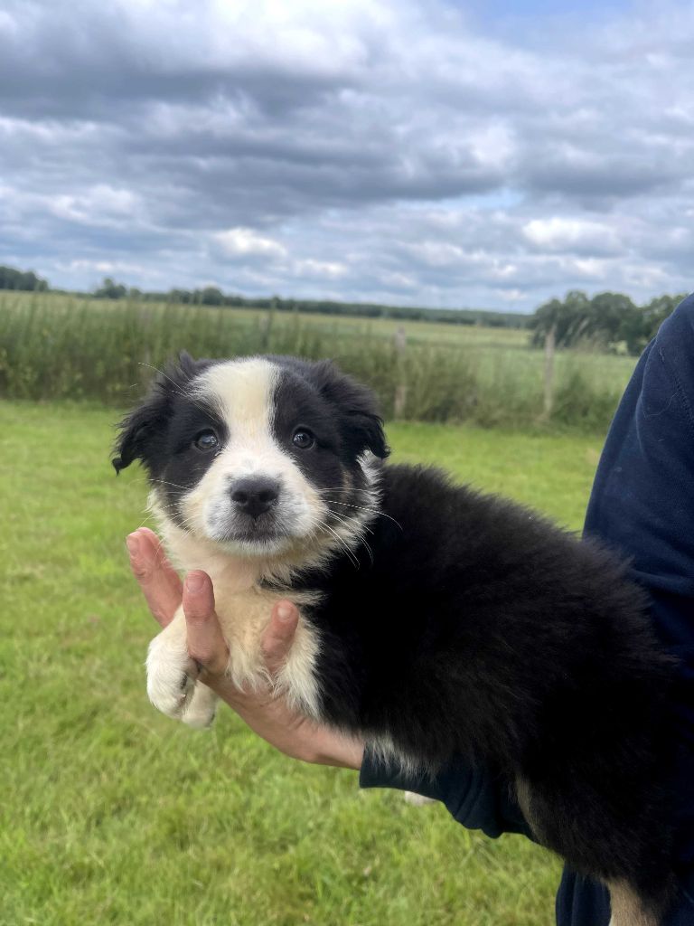 du royaume de nati - Chiots disponibles - Berger Australien