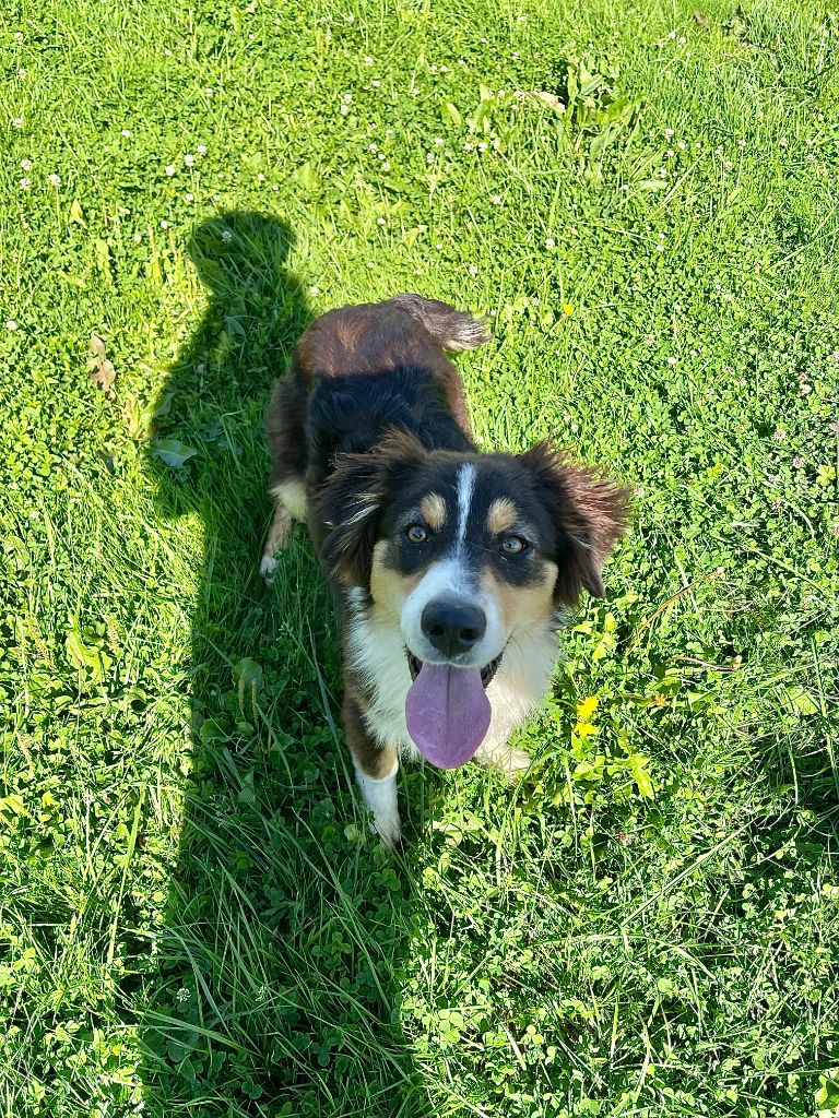 du royaume de nati - Chiots disponibles - Berger Australien