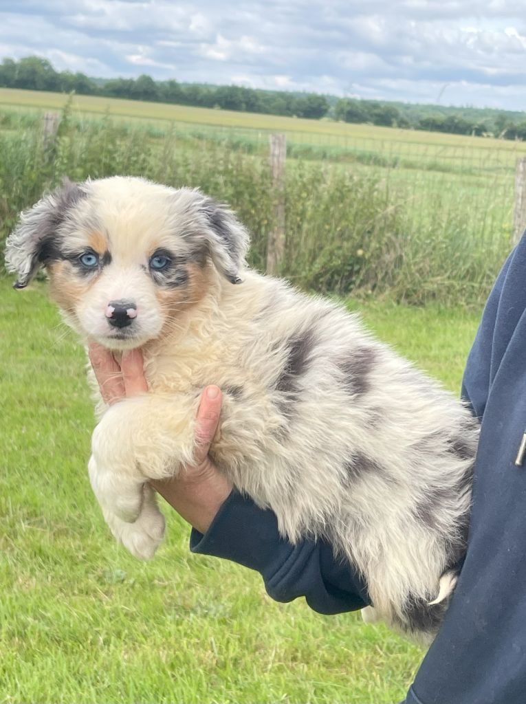 du royaume de nati - Chiots disponibles - Berger Australien