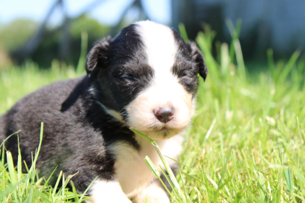 du royaume de nati - Chiots disponibles - Berger Australien