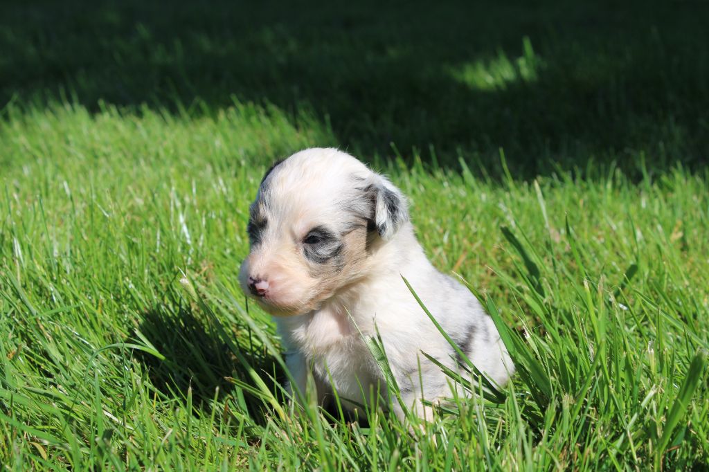du royaume de nati - Chiots disponibles - Berger Australien