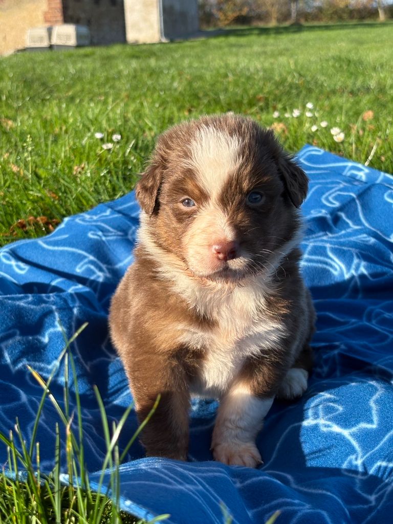du royaume de nati - Chiots disponibles - Berger Australien