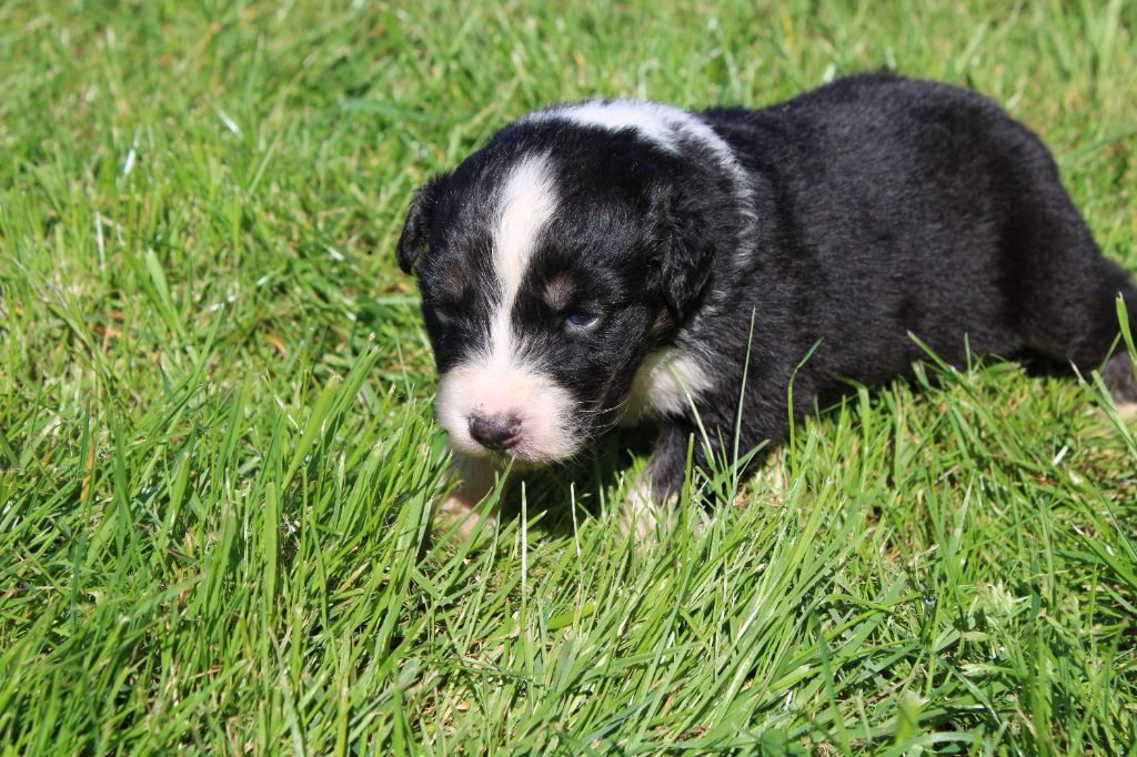 du royaume de nati - Chiots disponibles - Berger Australien