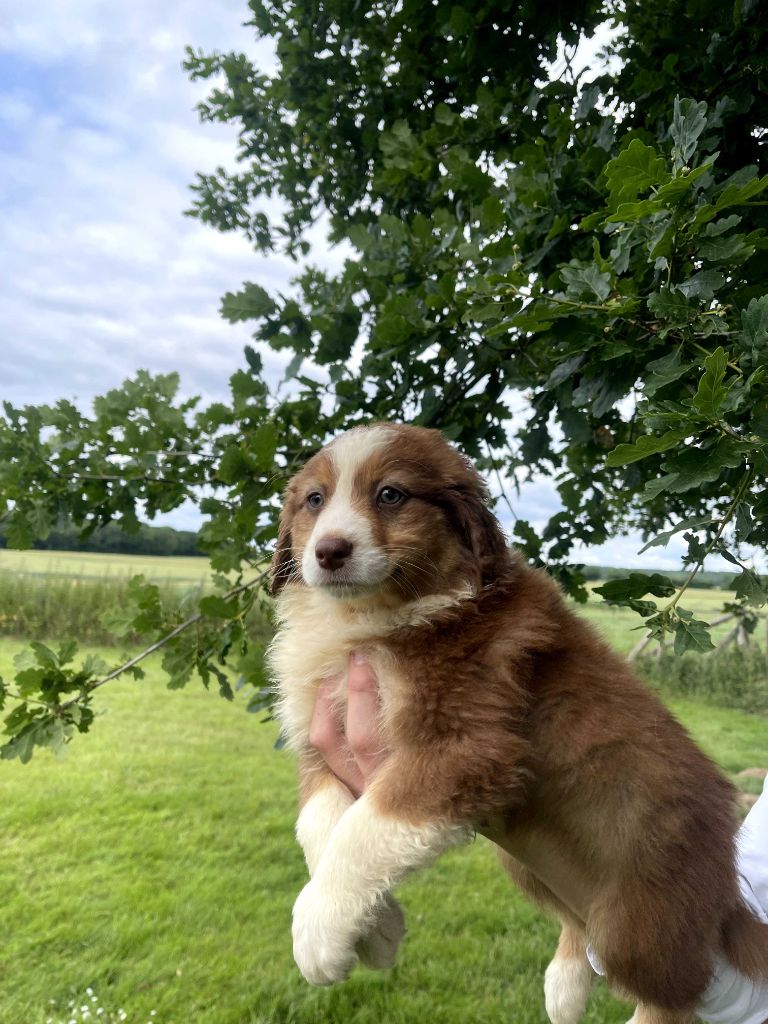 du royaume de nati - Chiots disponibles - Berger Australien