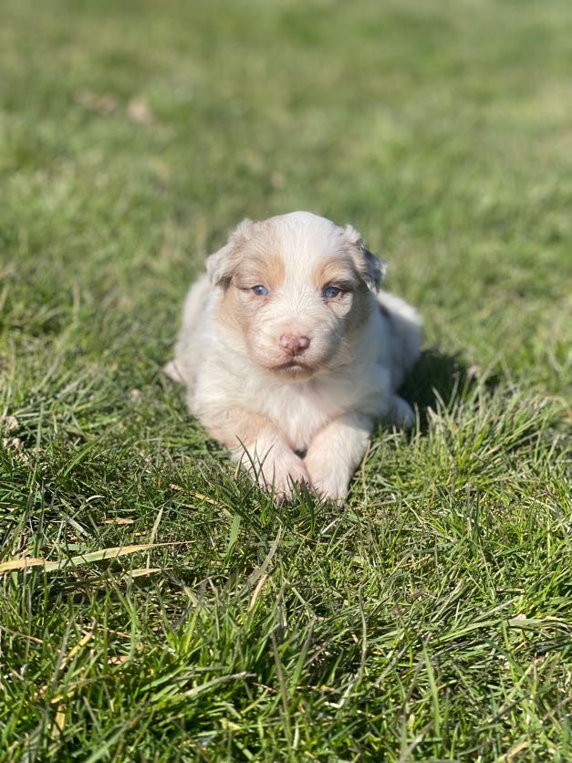 du royaume de nati - Chiots disponibles - Berger Australien