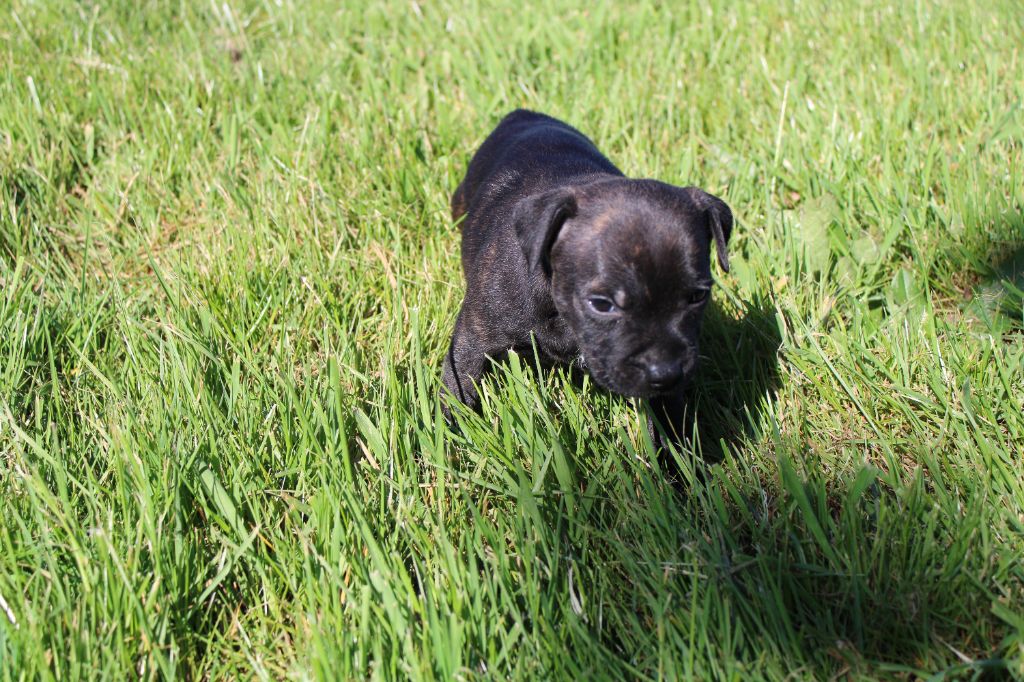 du royaume de nati - Staffordshire Bull Terrier - Portée née le 17/03/2025