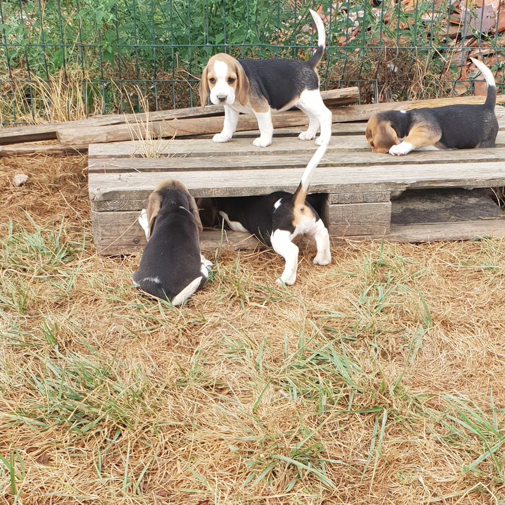 Chiot Beagle du royaume de nati
