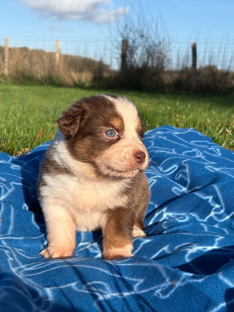 du royaume de nati - Chiots disponibles - Berger Australien