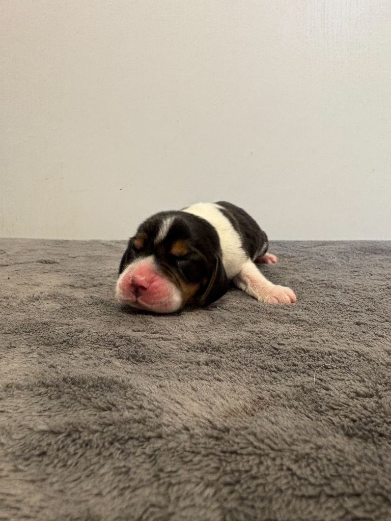 du royaume de nati - Chiots disponibles - Beagle