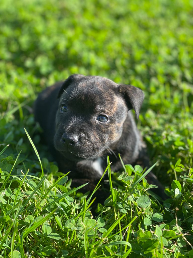 du royaume de nati - Chiots disponibles - Staffordshire Bull Terrier