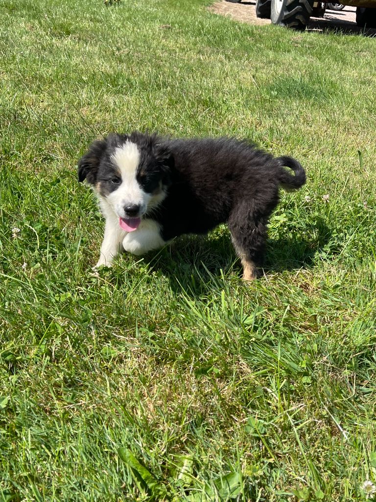 du royaume de nati - Chiots disponibles - Berger Australien